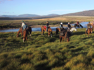 tussock grass